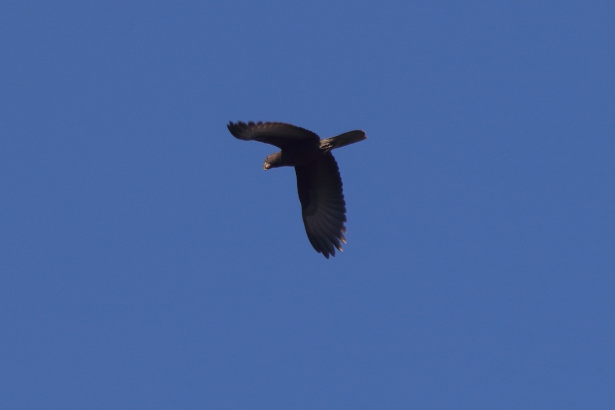 Lesser Vasa Parrot - ML634874490