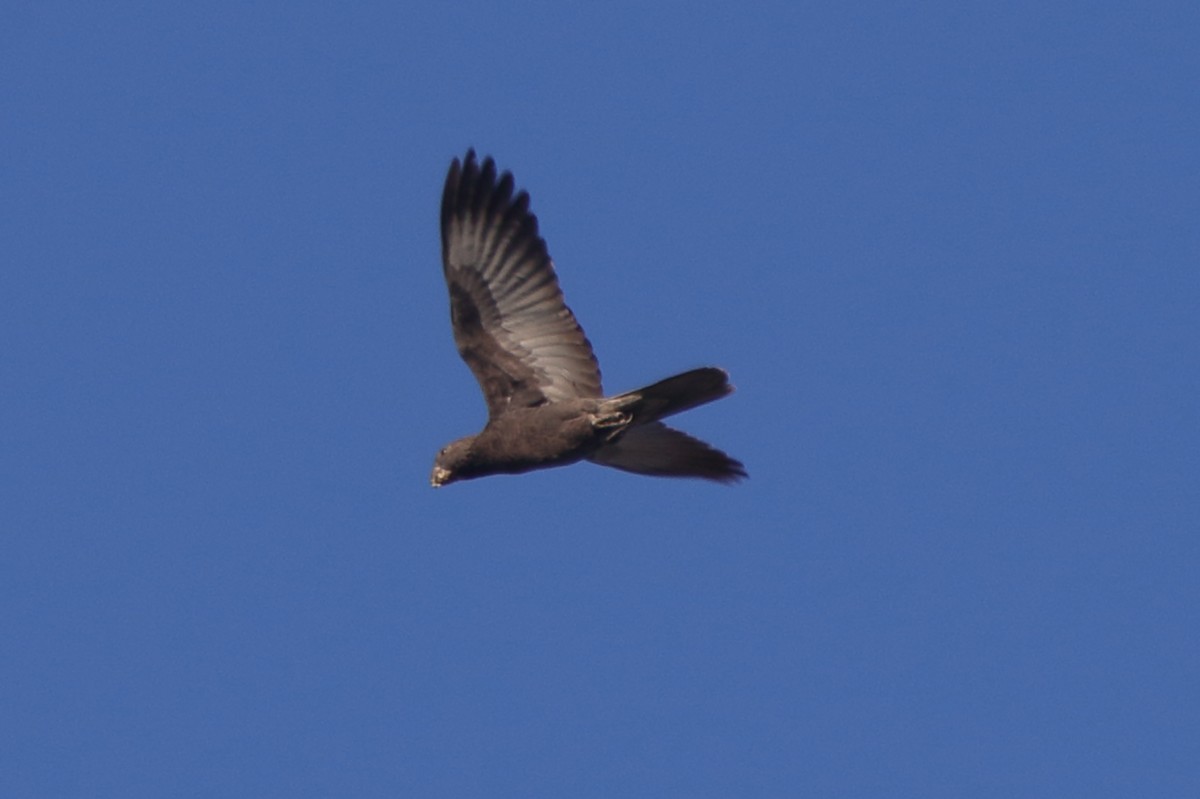 Lesser Vasa Parrot - ML634874496