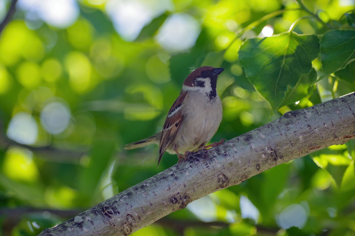 Eurasian Tree Sparrow - ML634874623