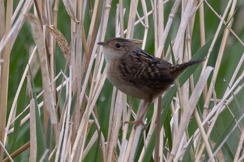 Sedge Wren - ML634874663