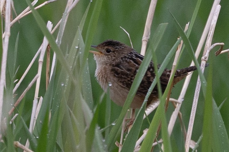 Sedge Wren - ML634874664