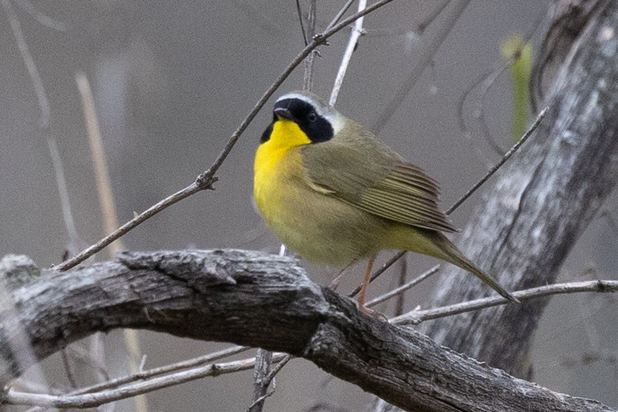 Common Yellowthroat - ML634874678