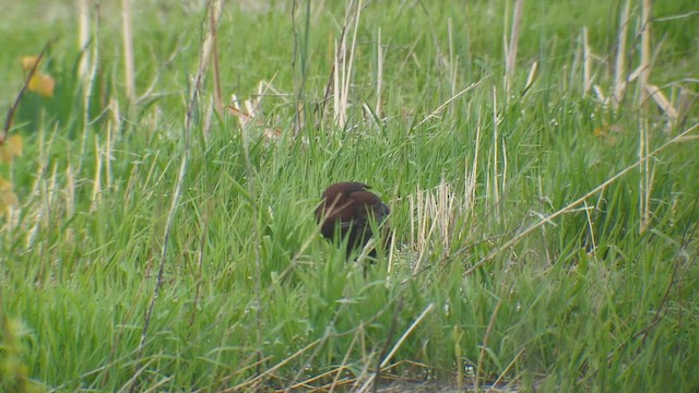 Glossy x White-faced Ibis (hybrid) - ML634874739