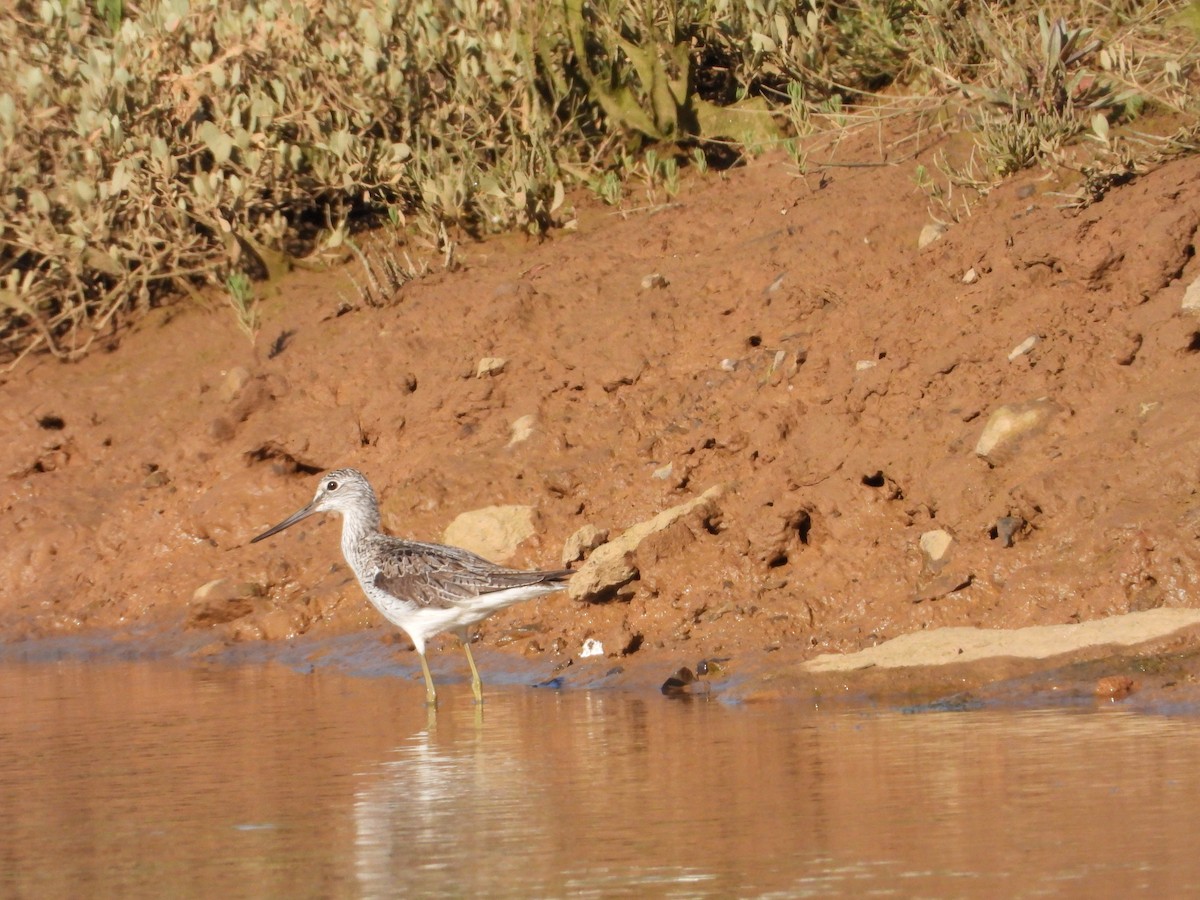 Common Greenshank - ML634874784