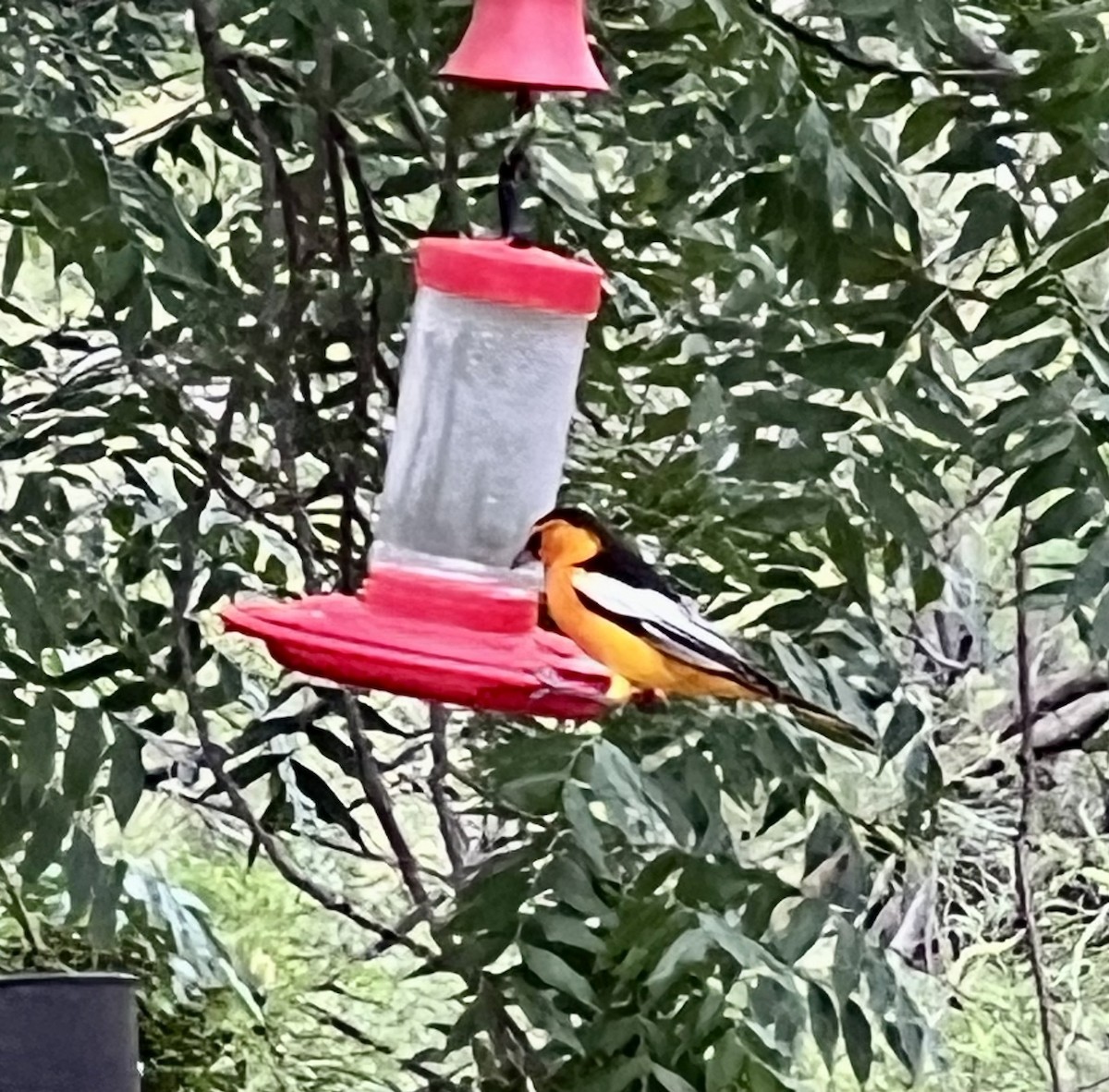 Bullock's Oriole - ML634875015