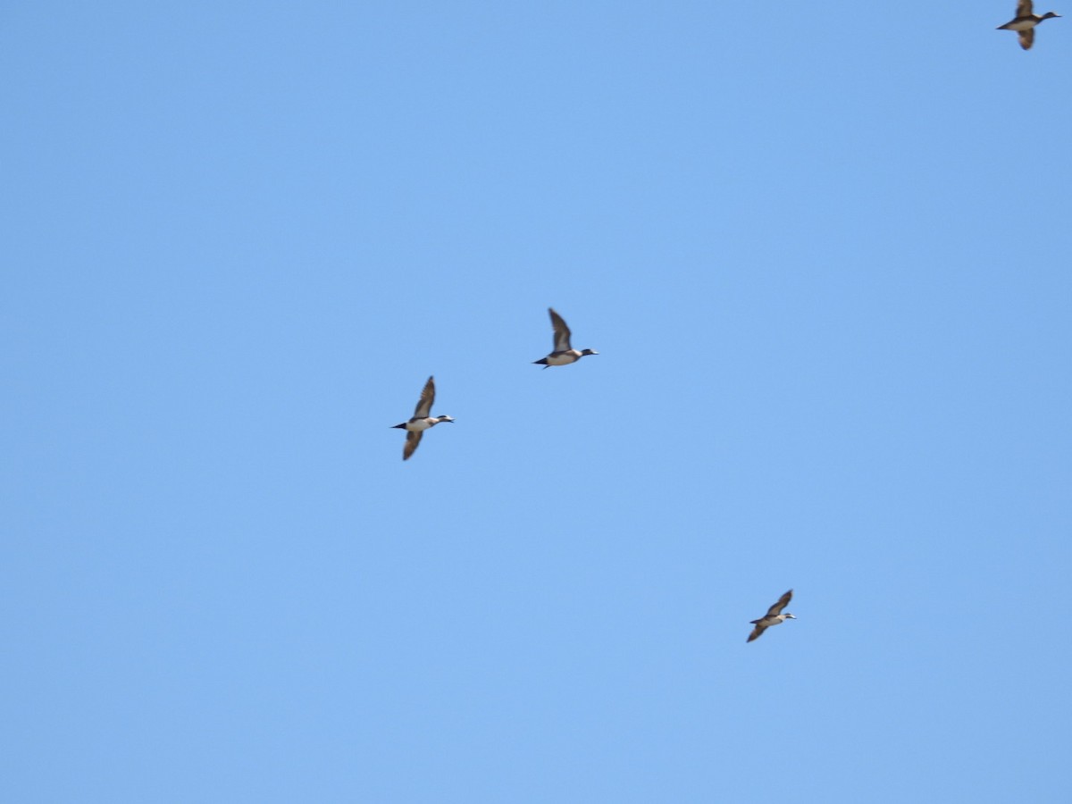 American Wigeon - ML634875020