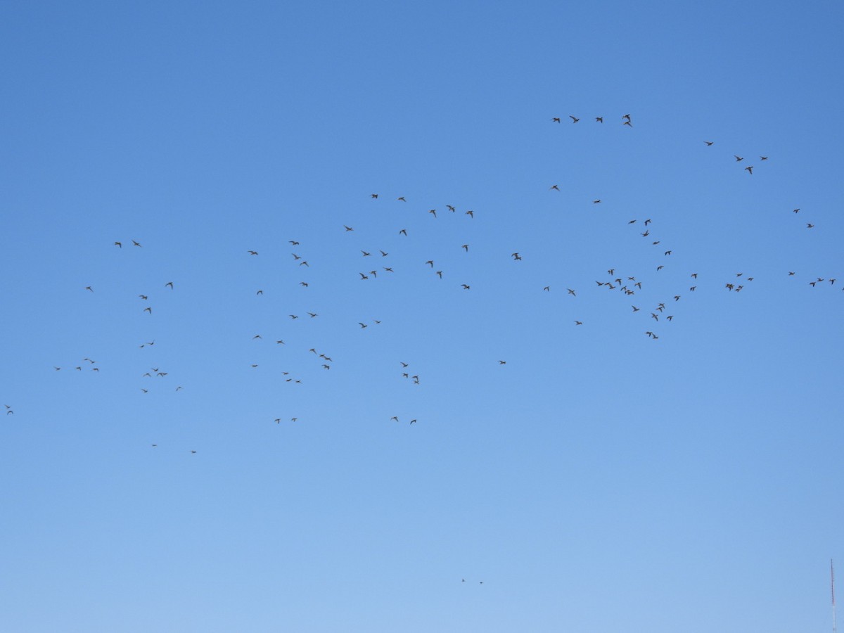 American Wigeon - ML634875038