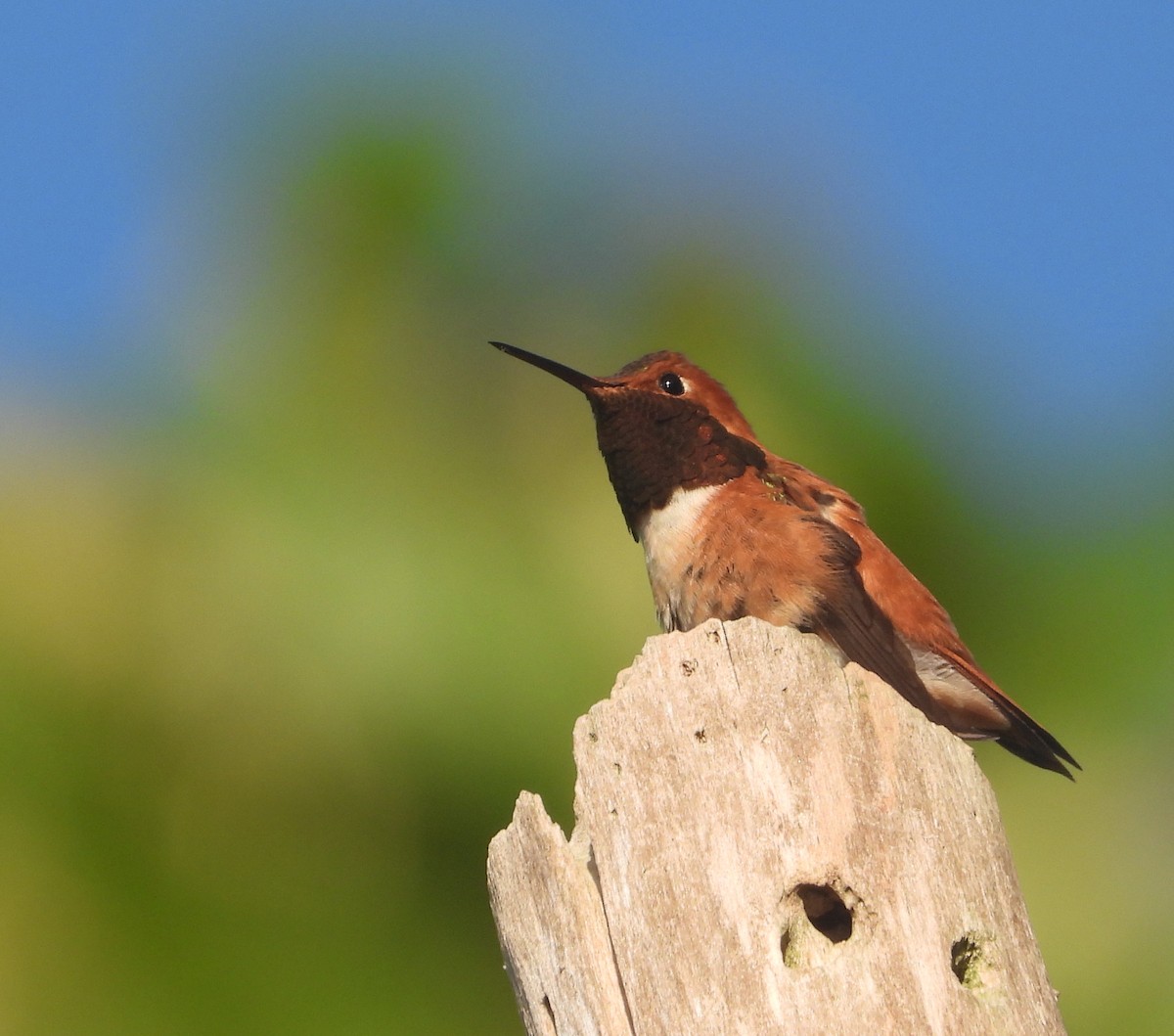 Rufous Hummingbird - ML634875039