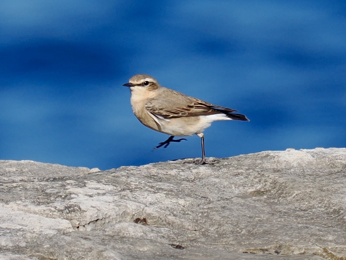 Kuyrukkakan (oenanthe/libanotica) - ML634875104