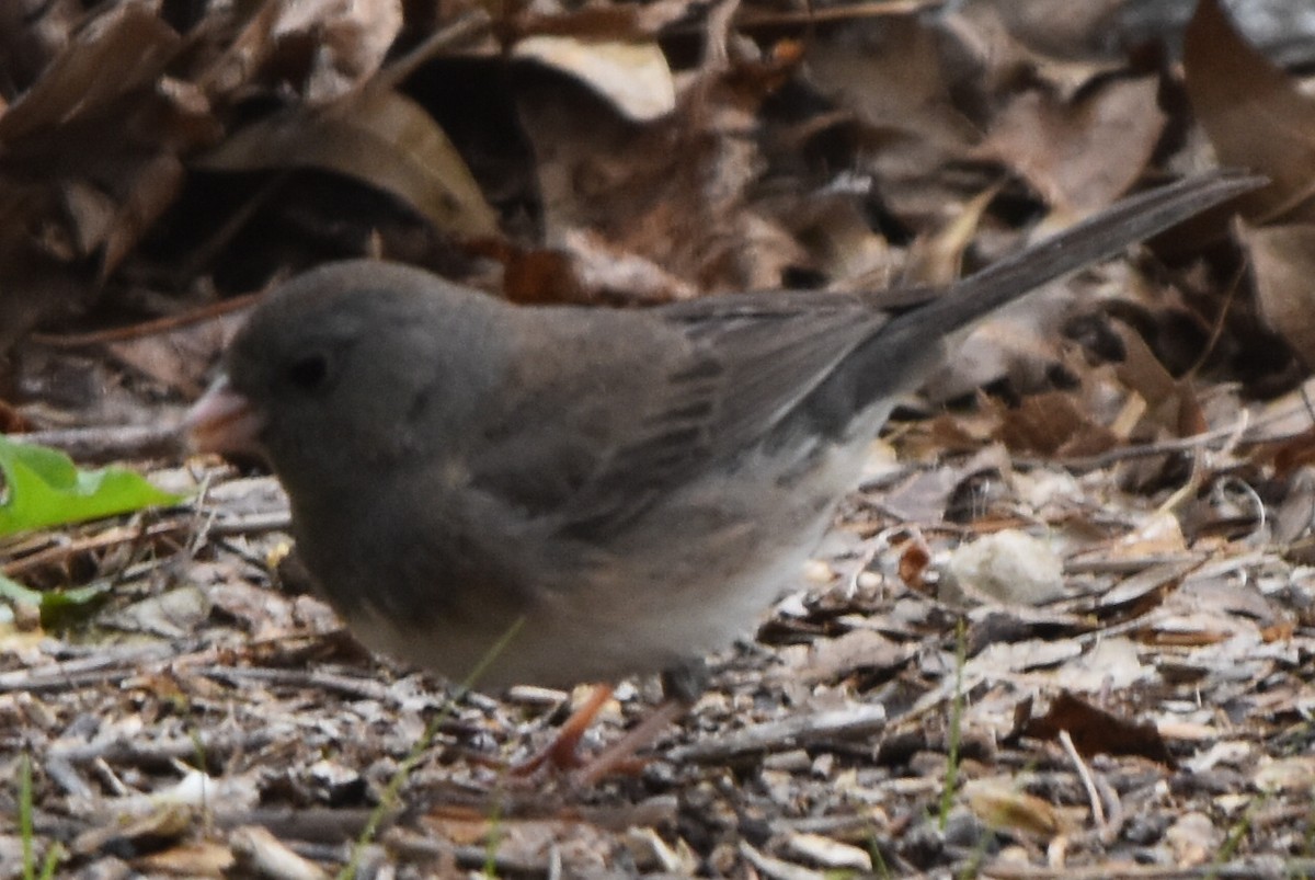 Dark-eyed Junco - ML634875106