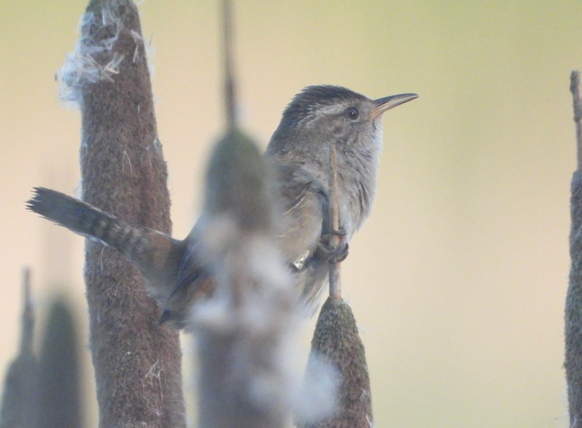 Marsh Wren - ML634875199
