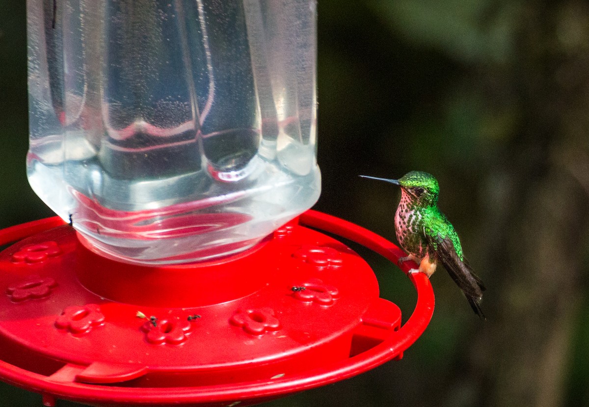 Rufous-booted Racket-tail - ML634875236