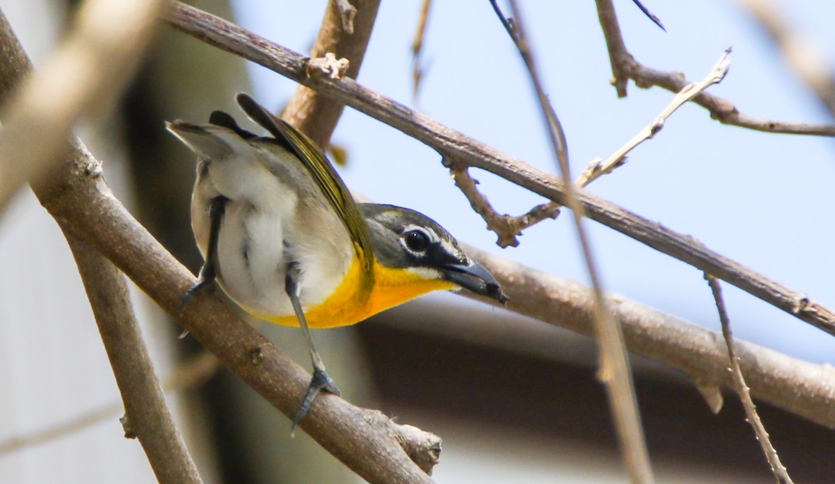 Yellow-breasted Chat - ML634875291
