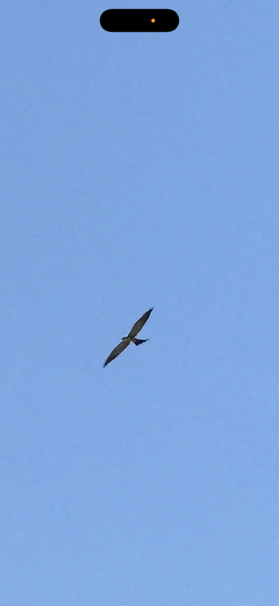 Mississippi Kite - ML634875372
