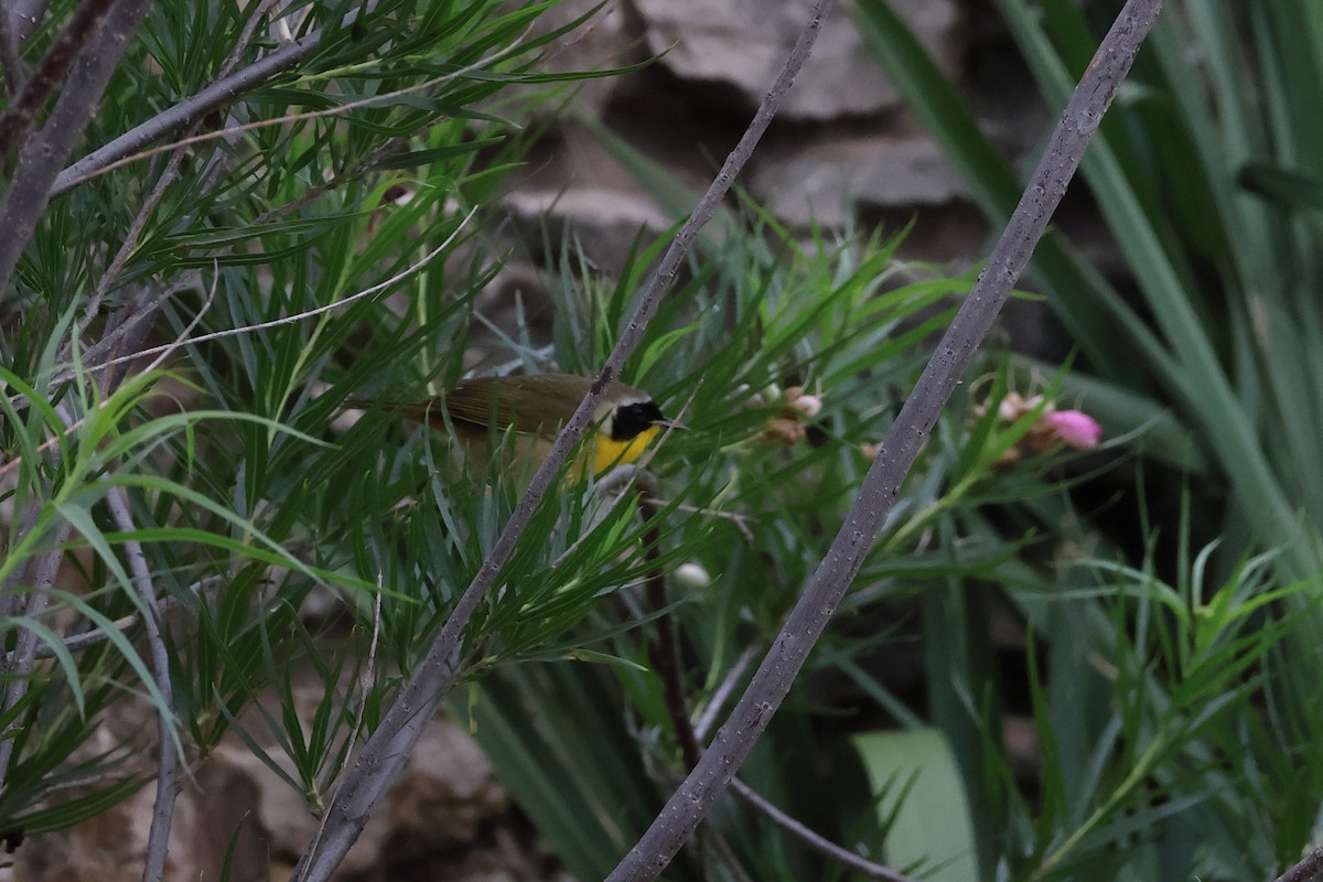 Common Yellowthroat - ML634875494