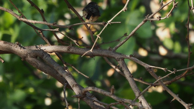 Plumbeous Vireo - ML634875814