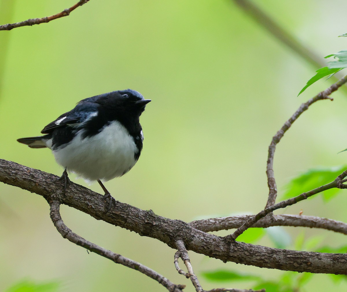 Black-throated Blue Warbler - ML634875825