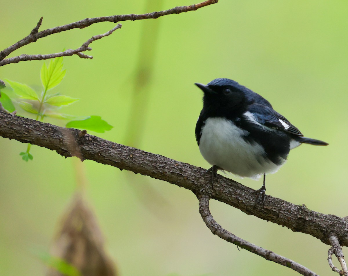 Black-throated Blue Warbler - ML634875829
