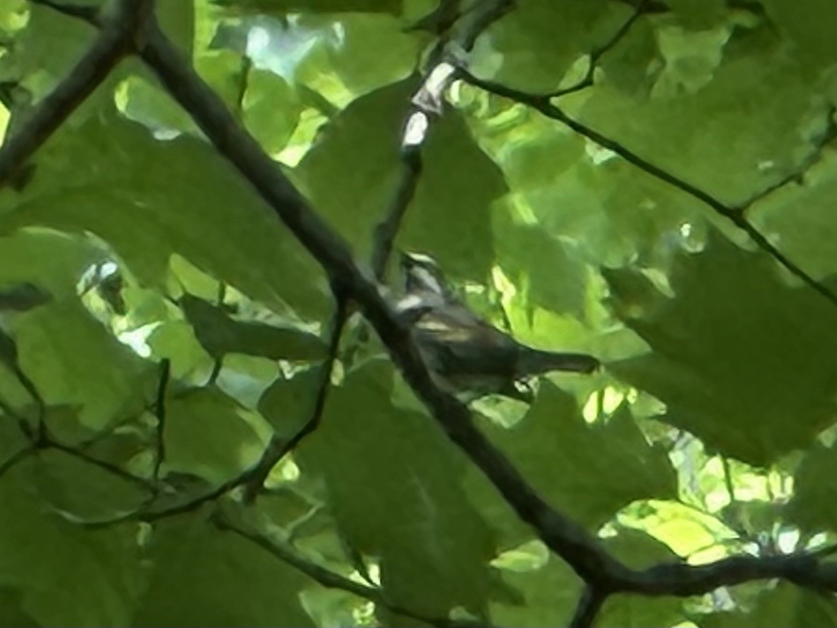 Golden-winged Warbler - ML634875884