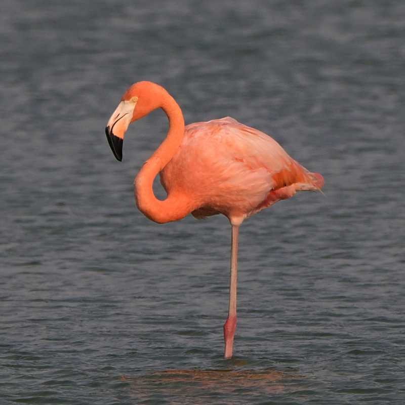 American Flamingo - ML634875922