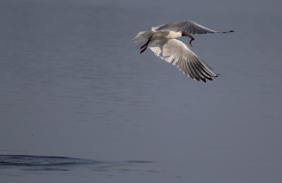 Black-headed Gull - ML634875925