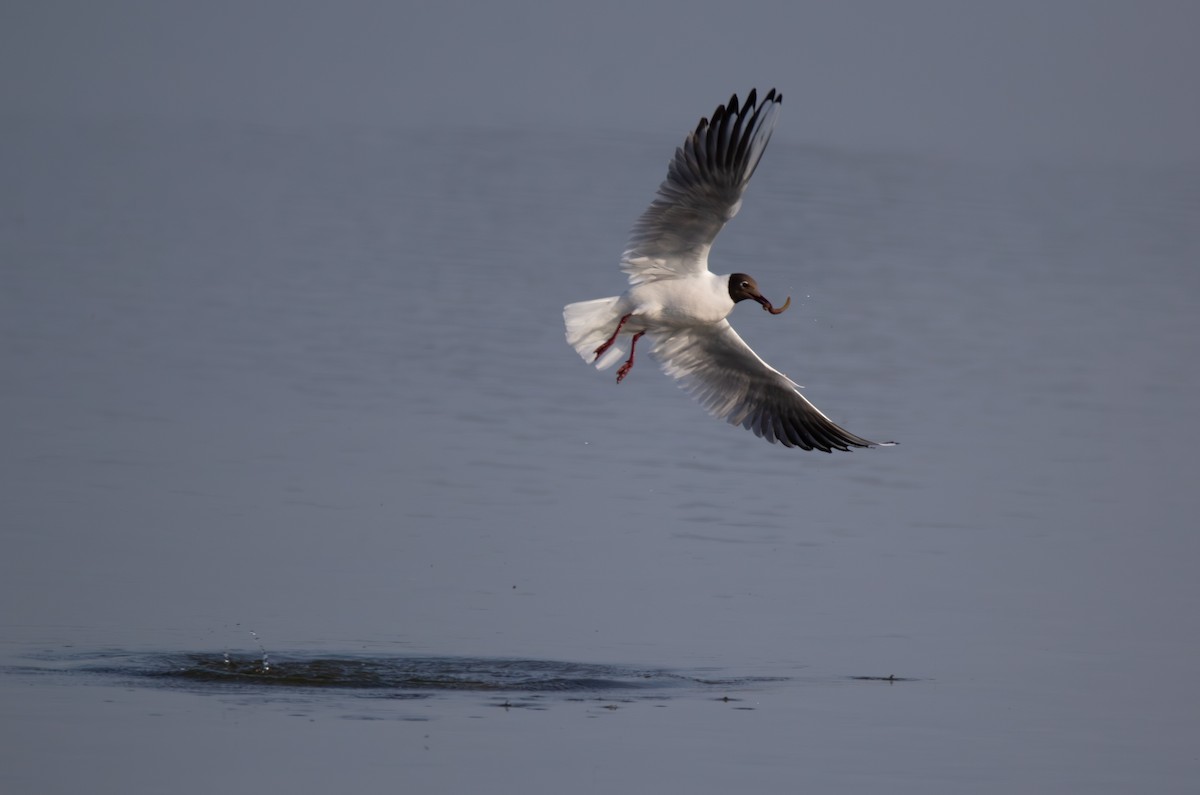 Black-headed Gull - ML634875926