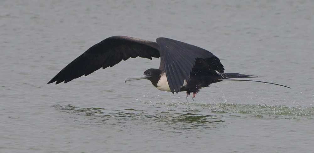 Magnificent Frigatebird - ML634875929