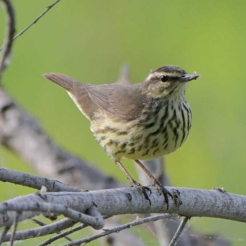 Northern Waterthrush - ML634875947