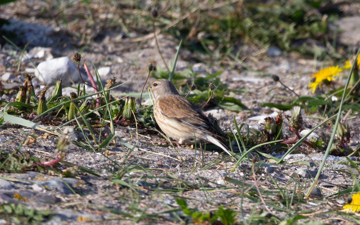 Eurasian Linnet - ML634875961