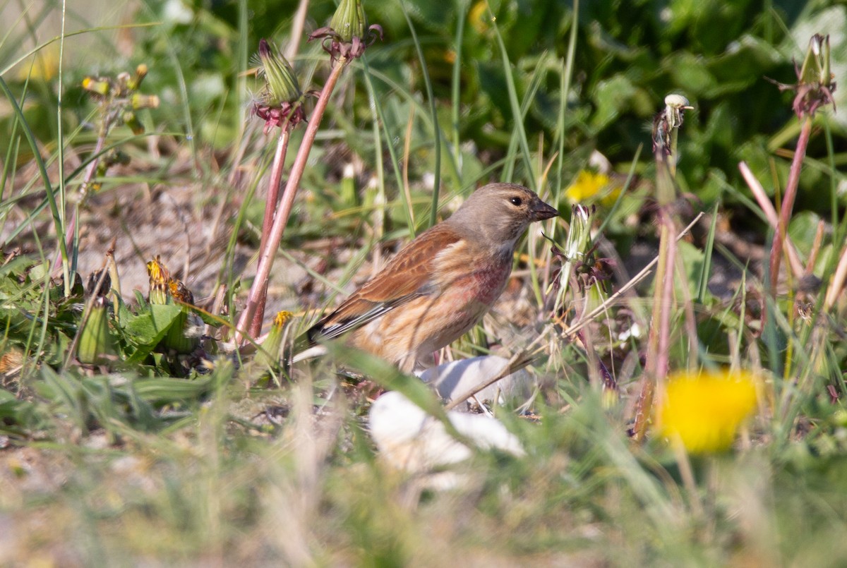 Eurasian Linnet - ML634875962