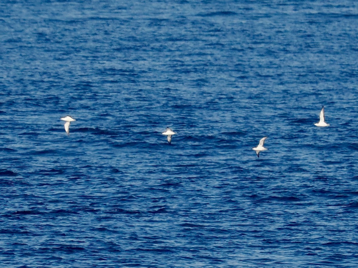 Atlantiksturmtaucher - ML634876012