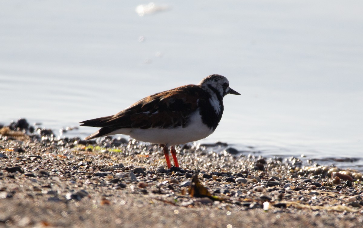 Ruddy Turnstone - ML634876067
