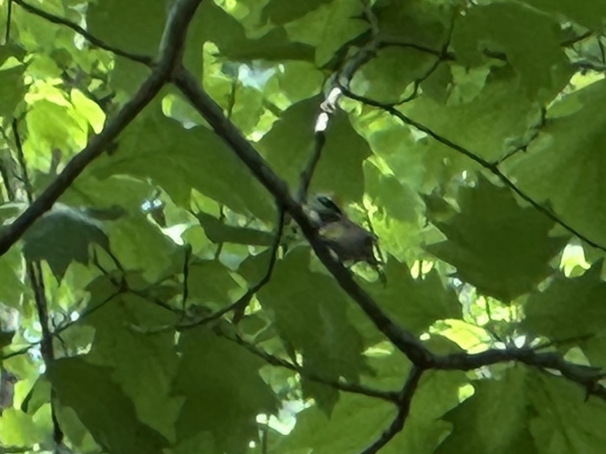 Golden-winged Warbler - ML634876083