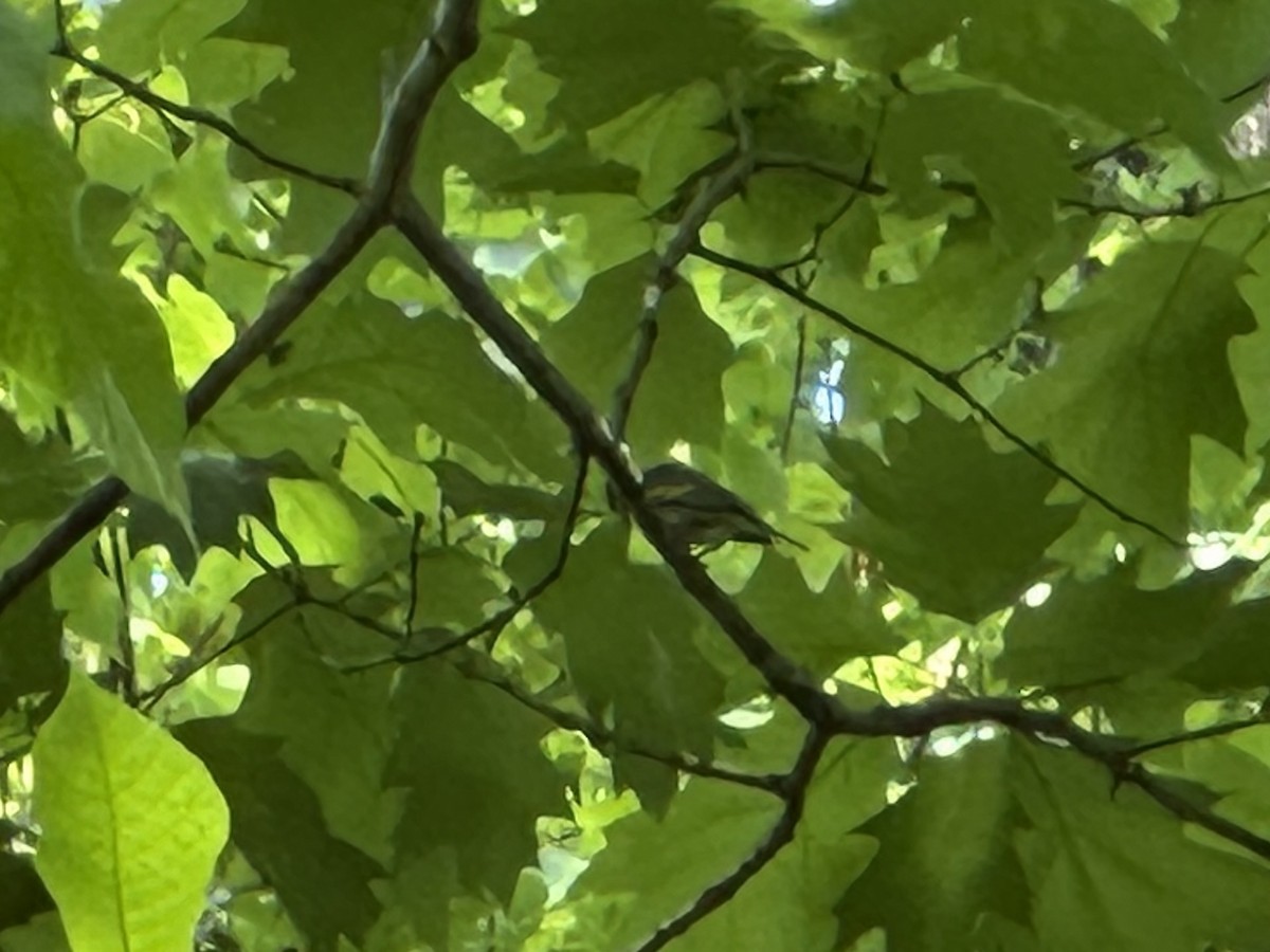 Golden-winged Warbler - ML634876084