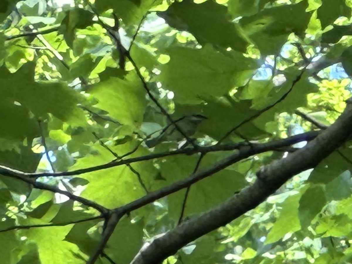 Golden-winged Warbler - ML634876085