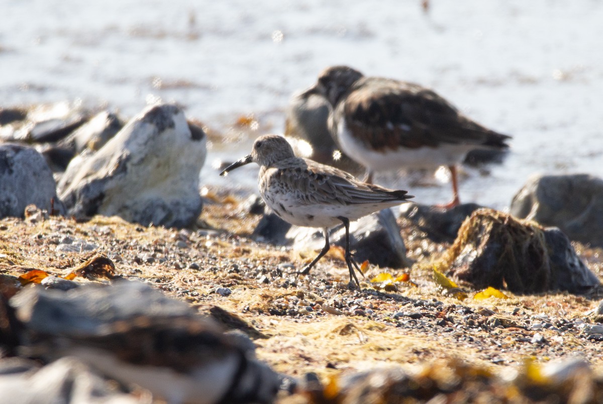 Dunlin - ML634876087