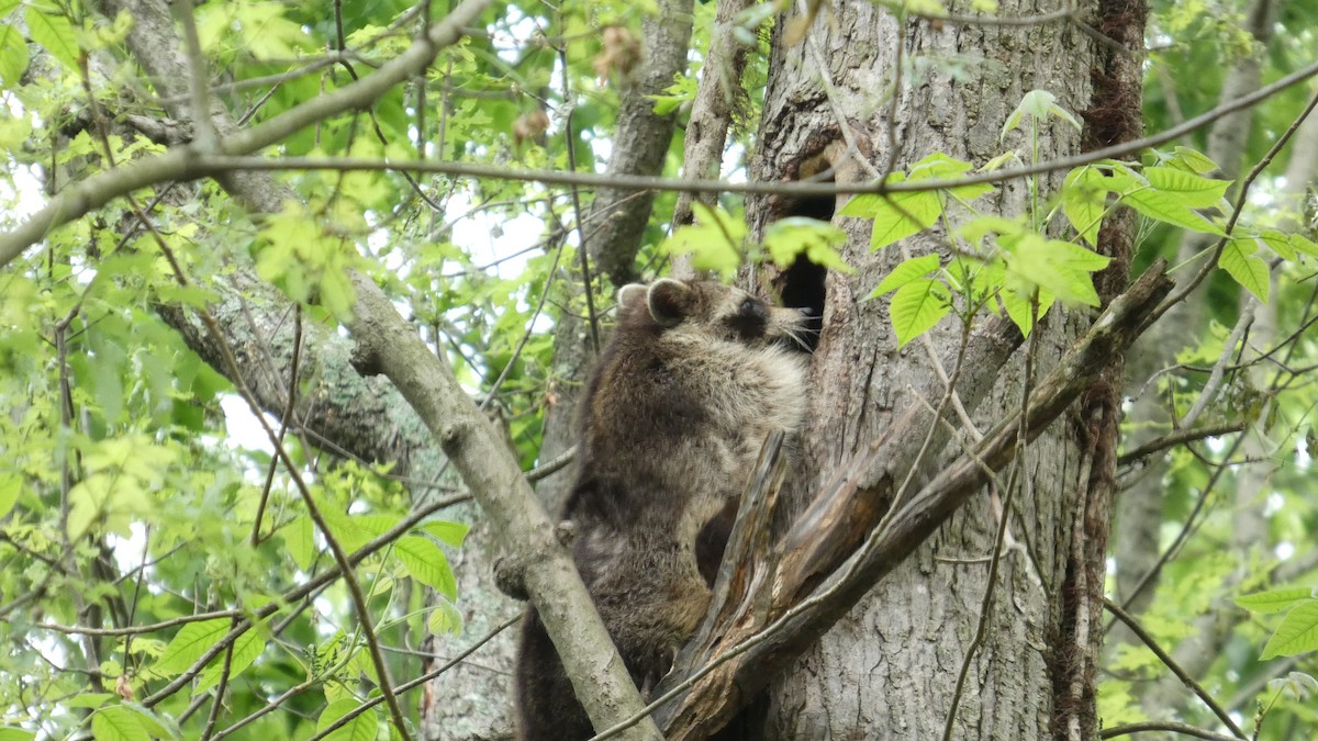 Common Raccoon - ML634876150