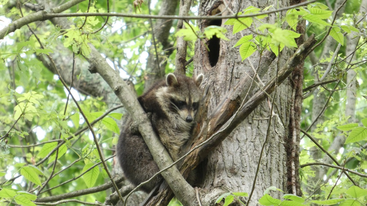 Common Raccoon - ML634876151