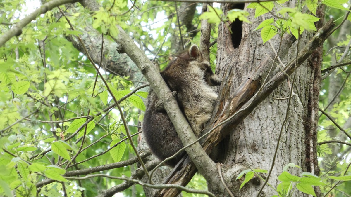 Common Raccoon - ML634876152