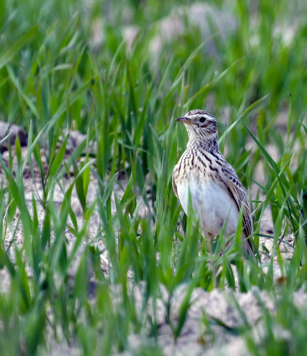 Eurasian Skylark - ML634876210