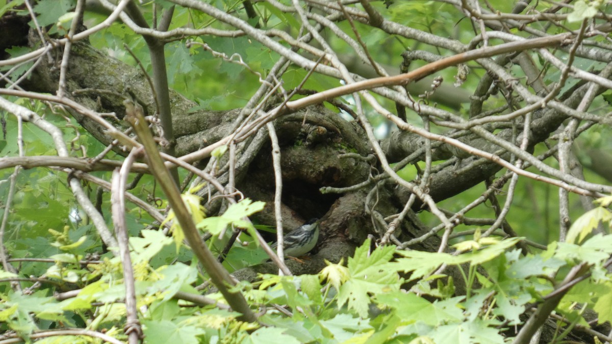 Blackpoll Warbler - ML634876226