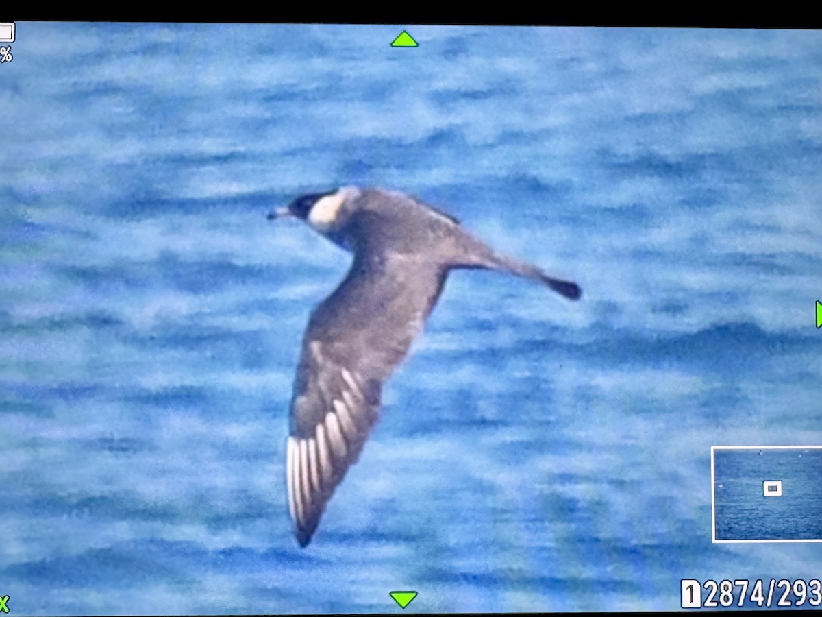 Бэсрэг хайлгана - ML634876245