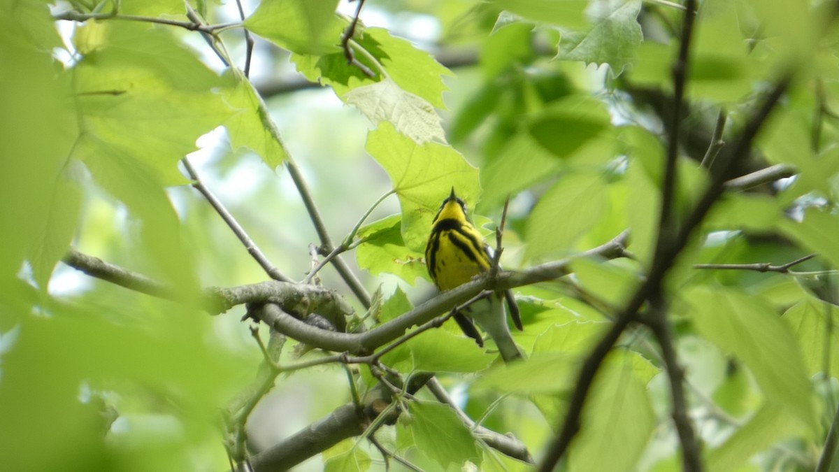 Magnolia Warbler - ML634876264