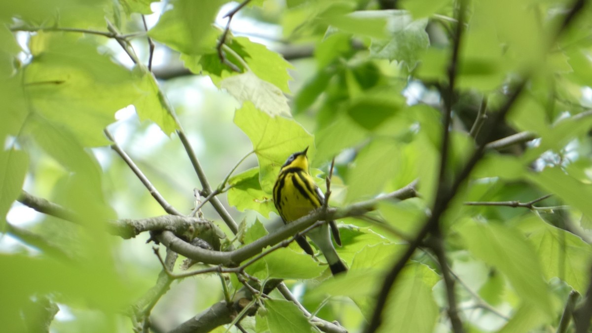 Magnolia Warbler - ML634876265