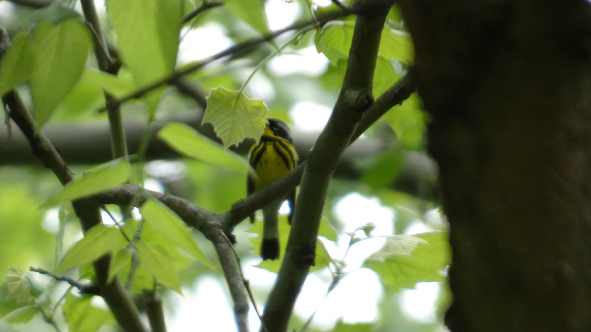 Magnolia Warbler - ML634876266
