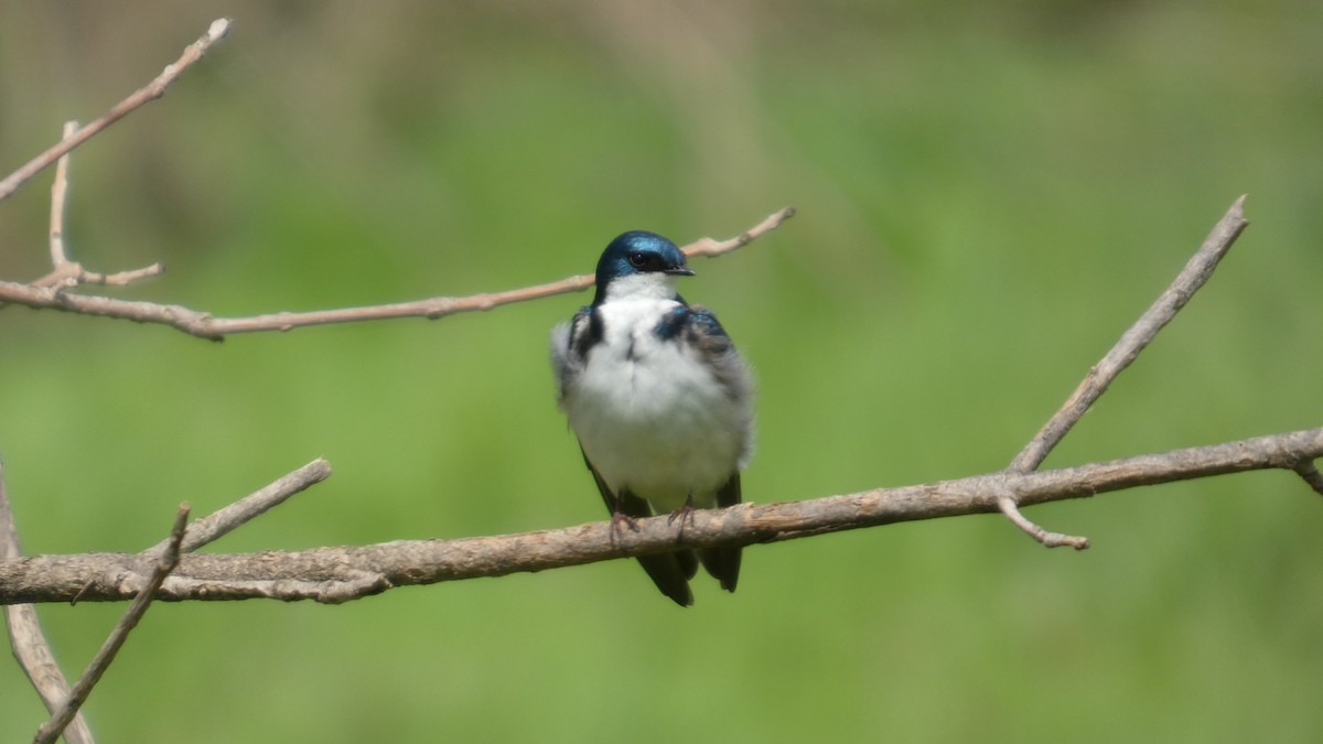 Tree Swallow - ML634876343