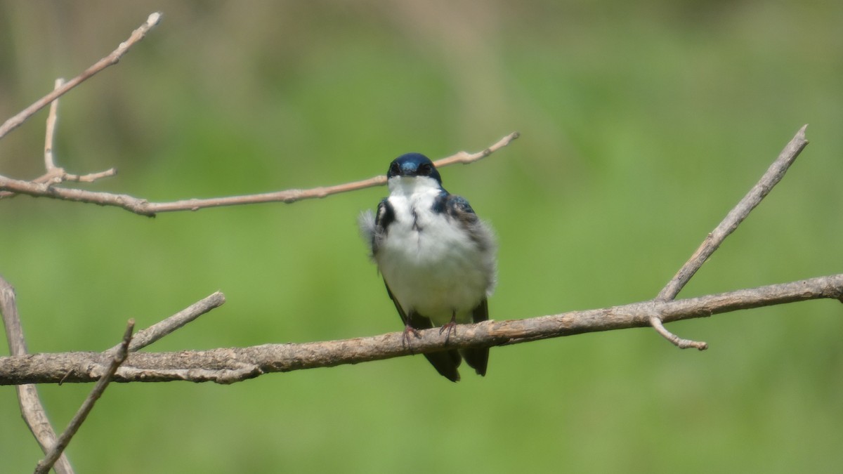 Tree Swallow - ML634876352