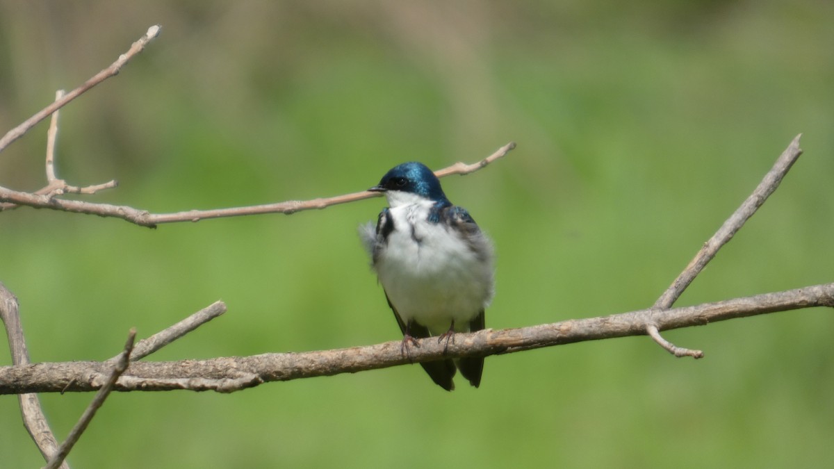 Tree Swallow - ML634876353