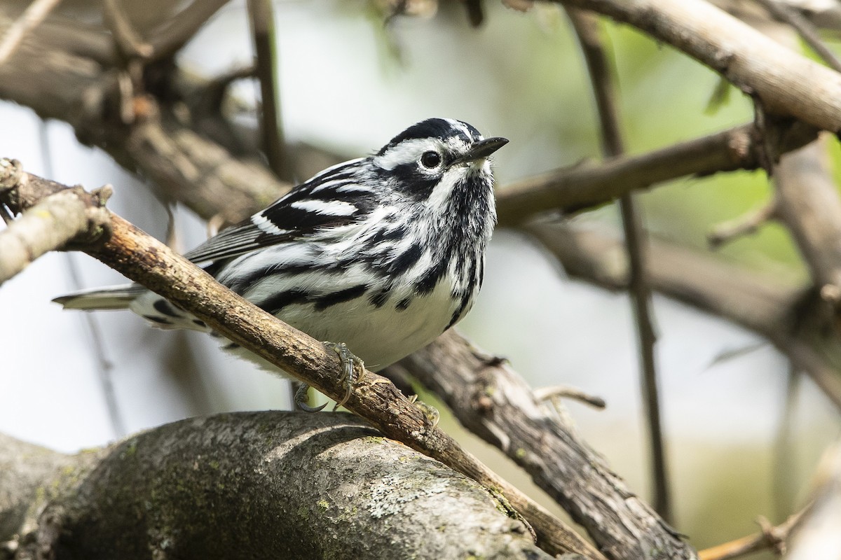 Black-and-white Warbler - ML634876354