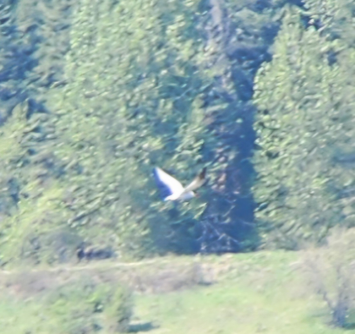 Caspian Tern - ML634876356